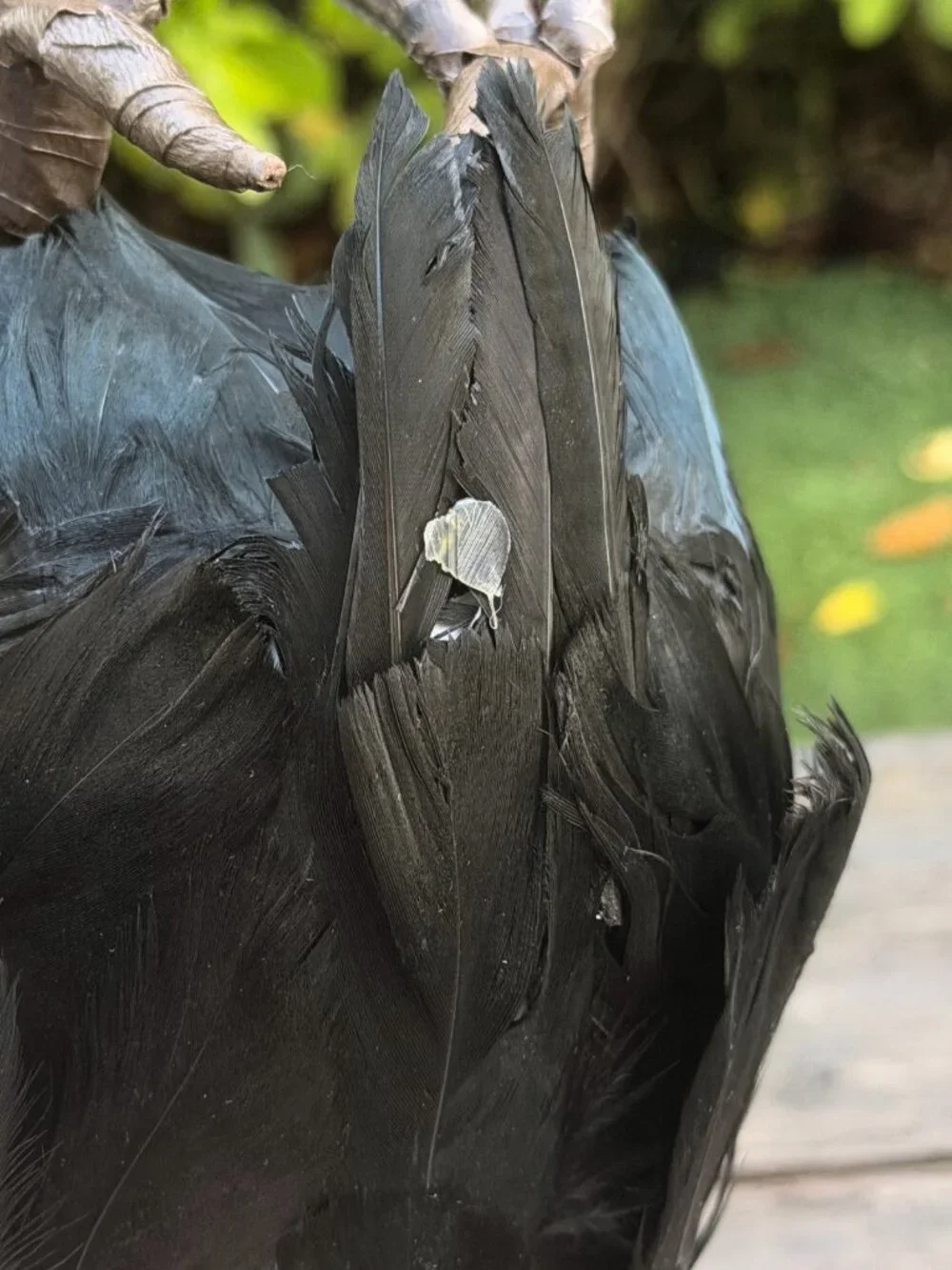 Vintage Paper Mache Primitive Halloween Vulture Sitter Fall Bird Buzzard Spooky